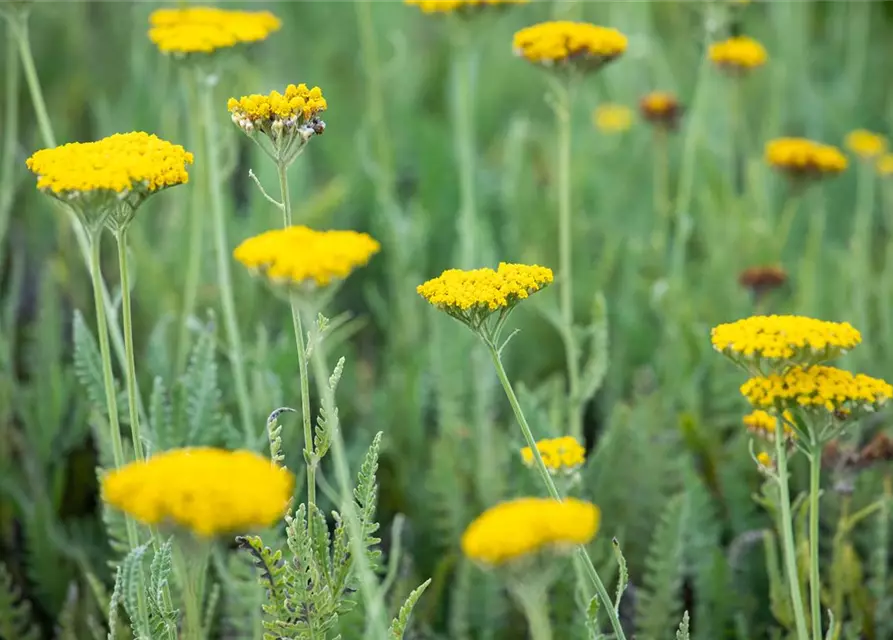 Hohe Garten-Gold-Garbe 'Coronation Gold'