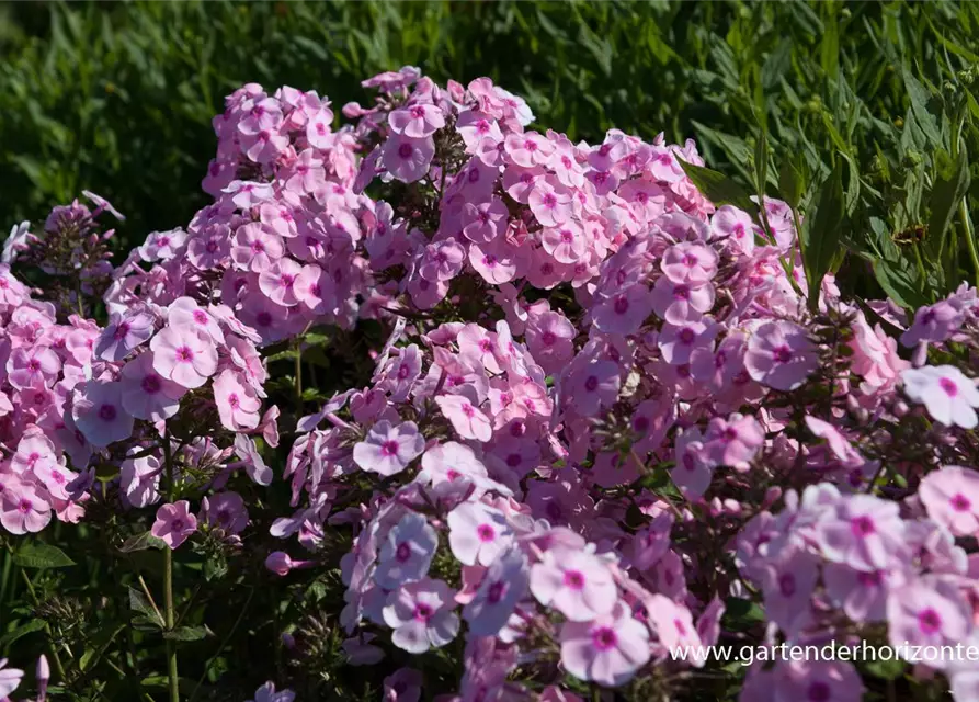 Hohe Flammenblume