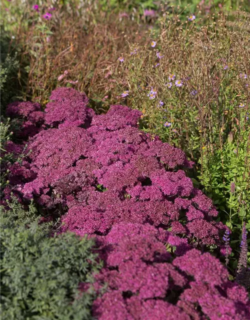 Großes Garten-Fettblatt 'Mr. Goodbud'