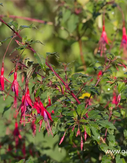 Garten-Fuchsie