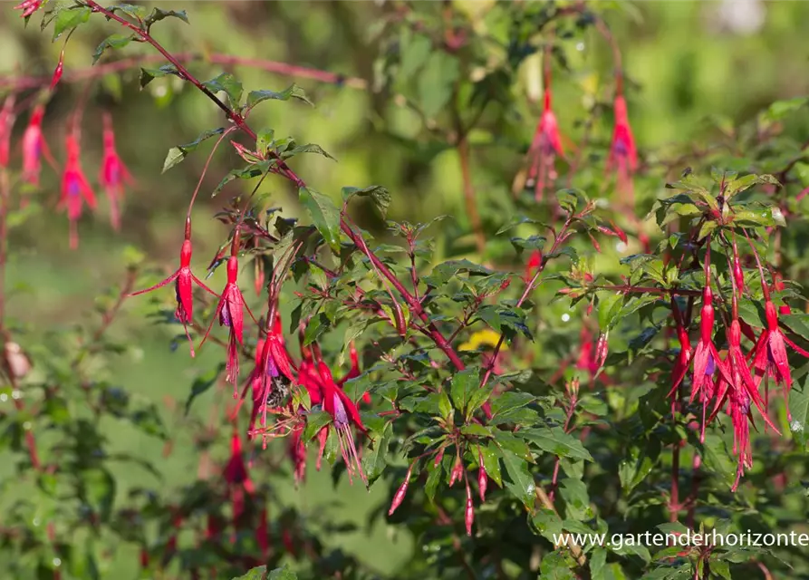 Garten-Fuchsie