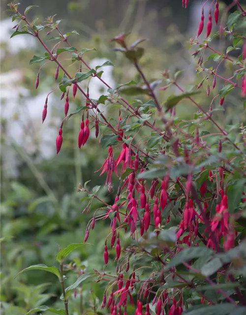 Garten-Fuchsie