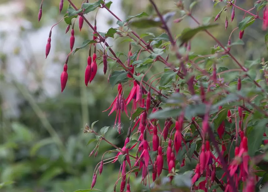 Garten-Fuchsie