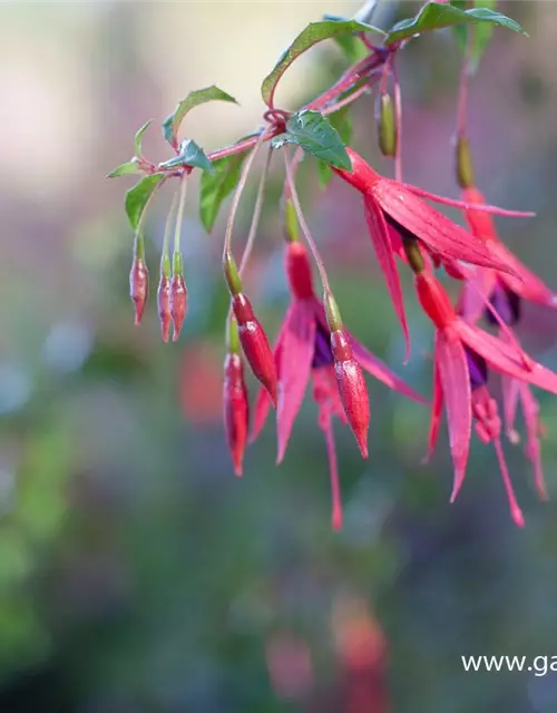 Garten-Fuchsie