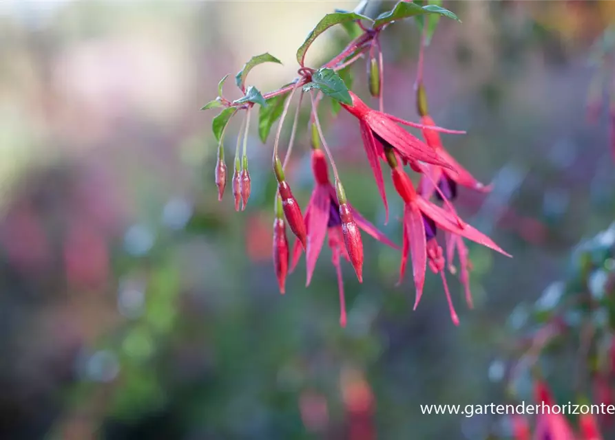 Garten-Fuchsie