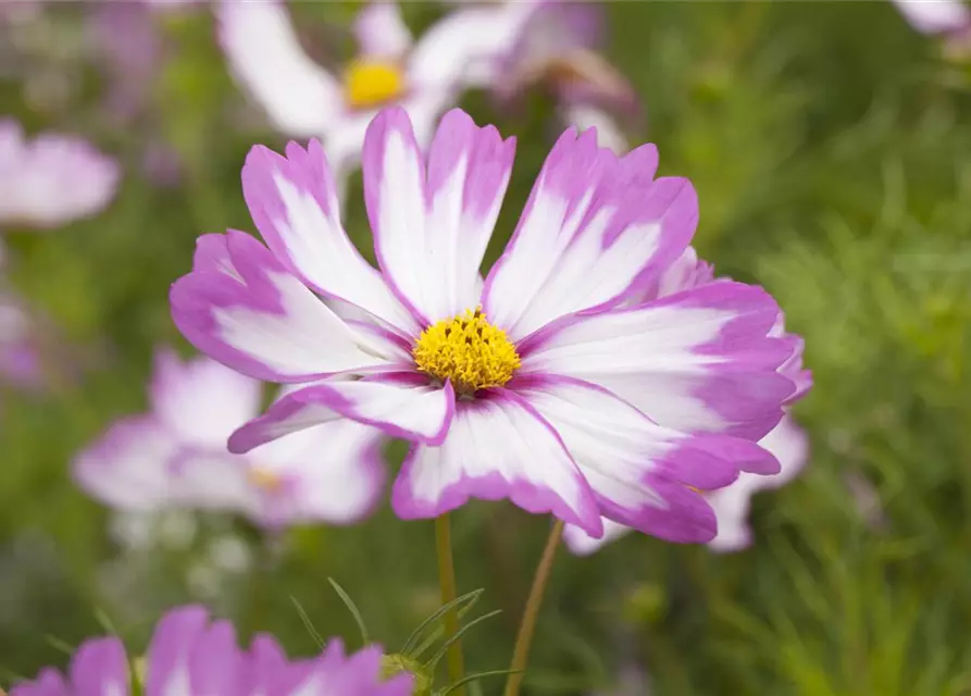 Cosmos bipinnatus