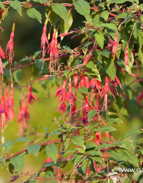 Garten-Fuchsie