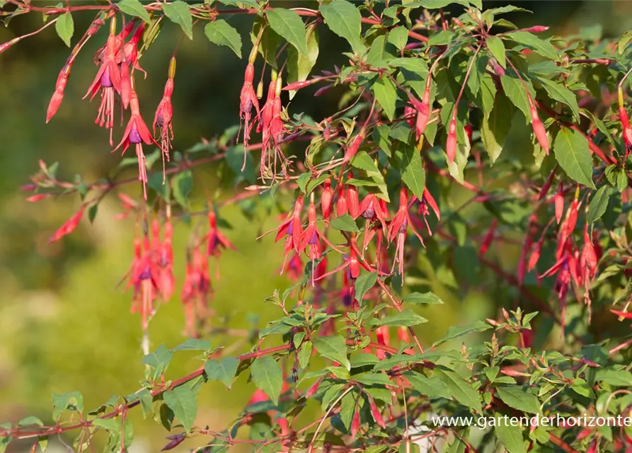 Garten-Fuchsie