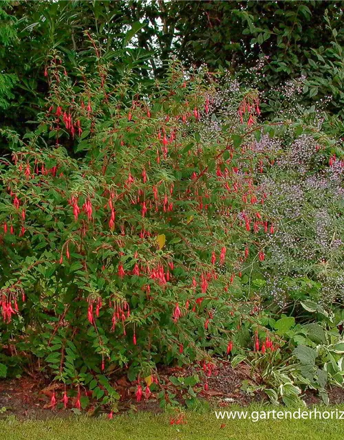 Garten-Fuchsie