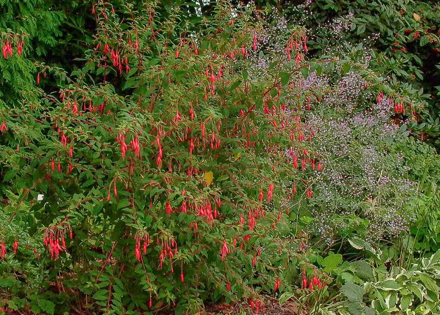 Garten-Fuchsie