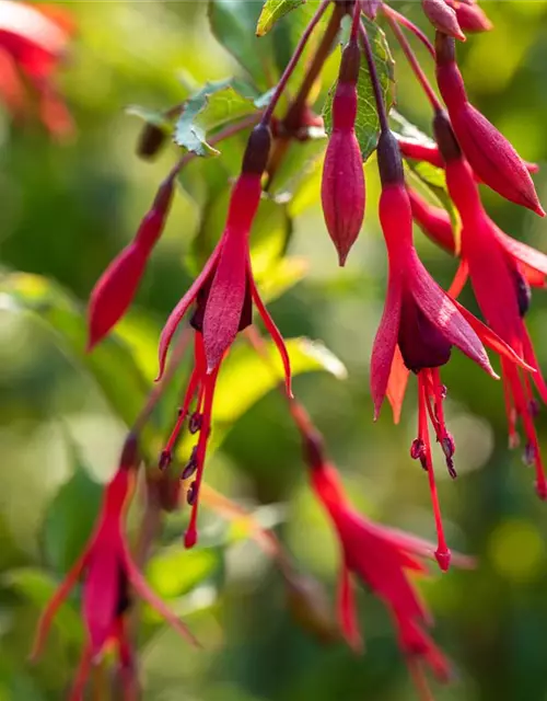 Garten-Fuchsie