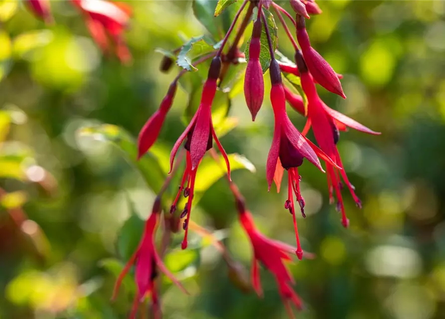 Garten-Fuchsie