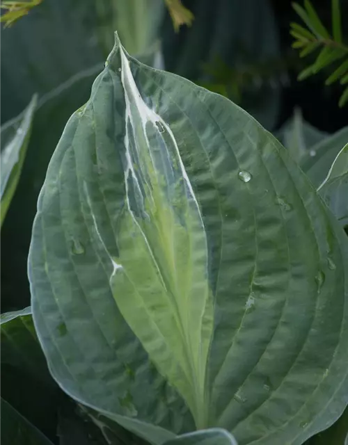 Hosta x fortunei 'Striptease'