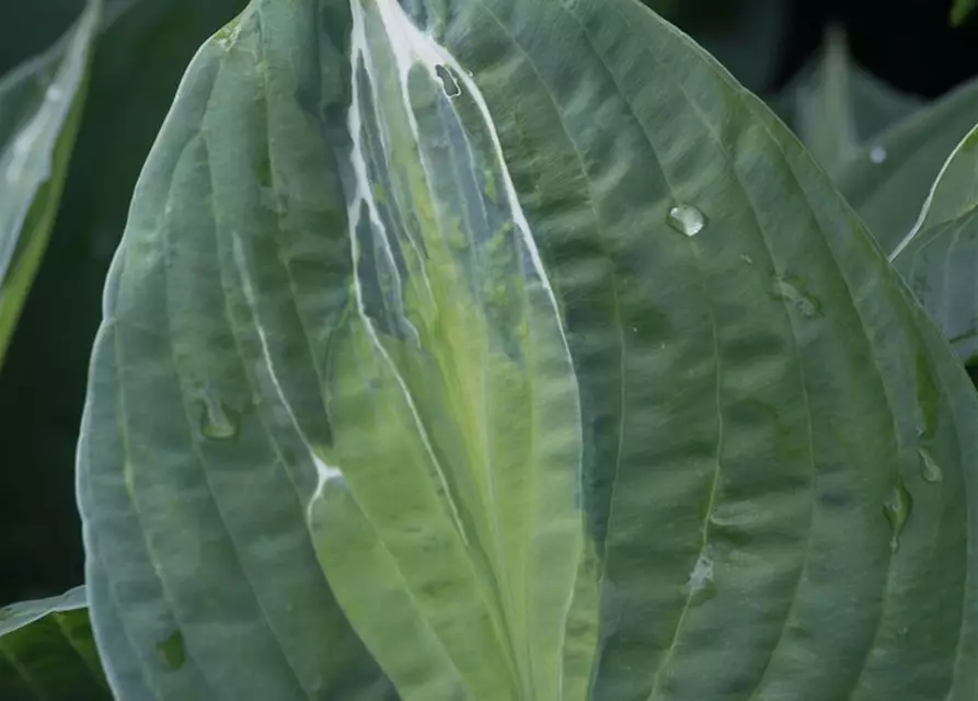 Hosta x fortunei 'Striptease'