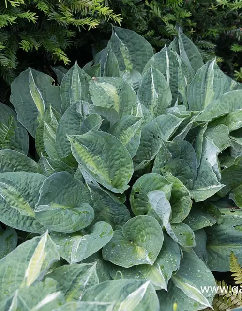 Hosta x fortunei 'Striptease'