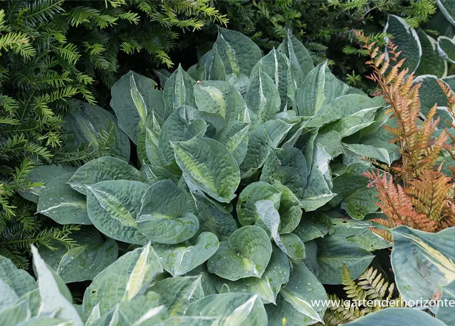 Hosta x fortunei 'Striptease'