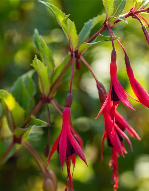 Garten-Fuchsie