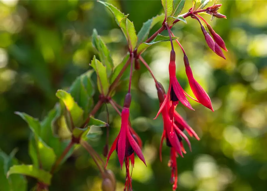 Garten-Fuchsie