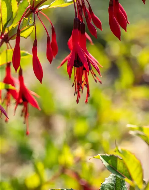 Garten-Fuchsie