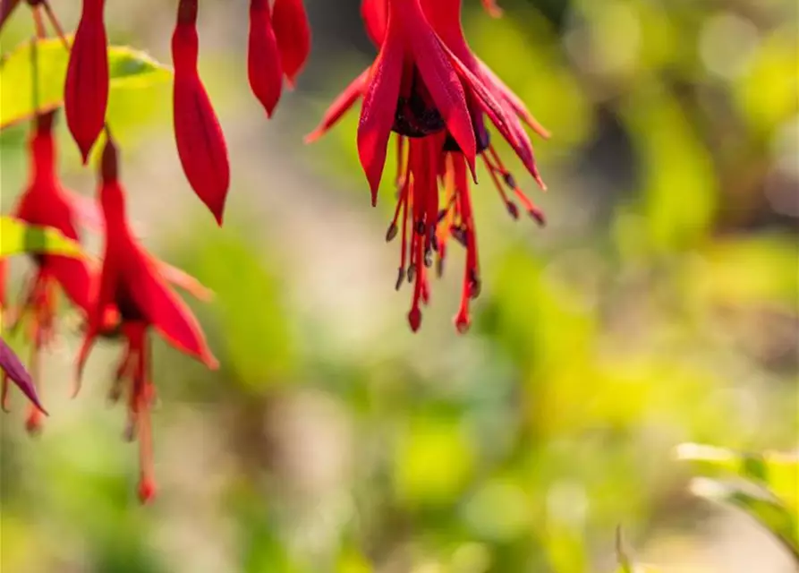 Garten-Fuchsie