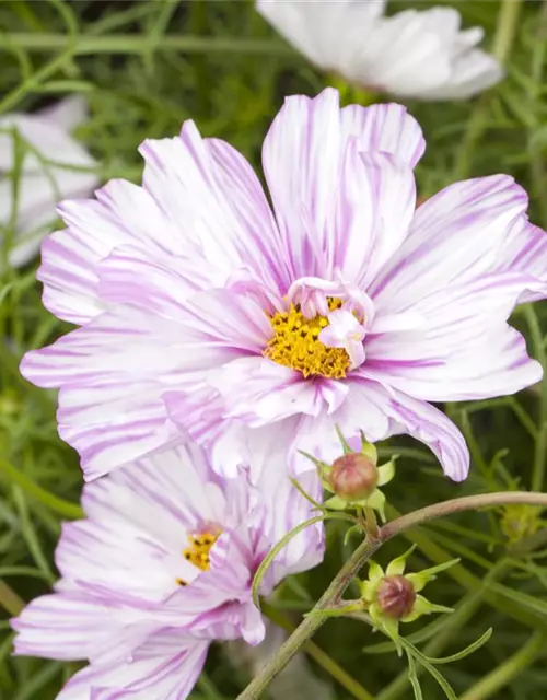 Cosmos bipinnatus