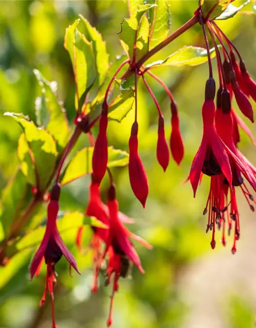 Garten-Fuchsie