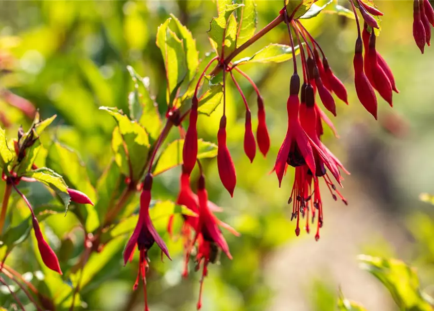 Garten-Fuchsie