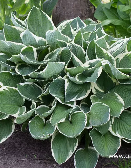 Hosta x fortunei 'Francee'