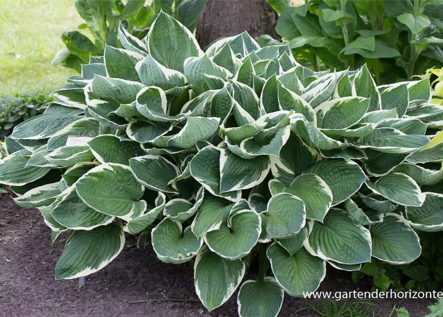 Hosta x fortunei 'Francee'