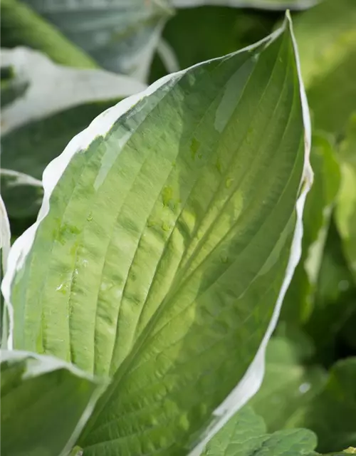 Hosta x fortunei 'Francee'