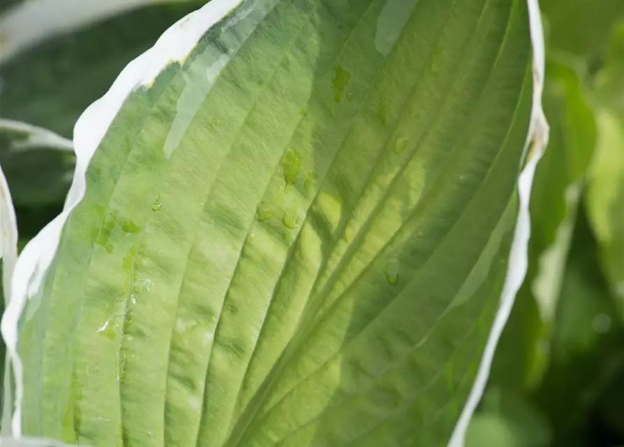 Hosta x fortunei 'Francee'