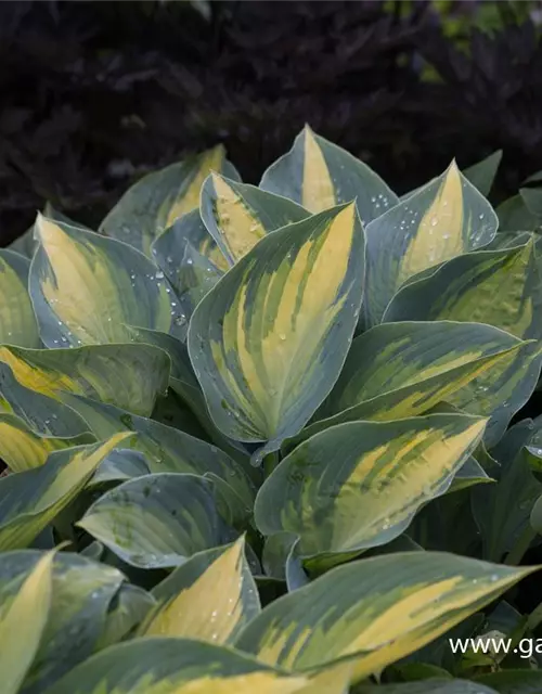 Hosta x tardiana 'Remember Me'