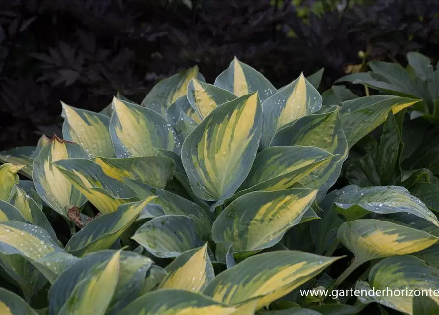 Hosta x tardiana 'Remember Me'