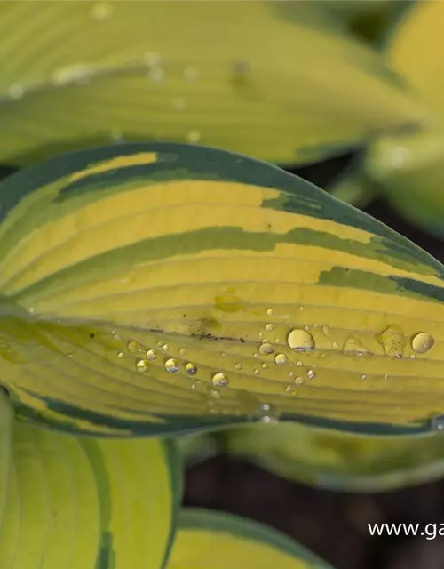 Hosta x tardiana 'Remember Me'