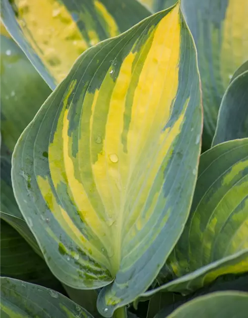 Hosta x tardiana 'Remember Me'