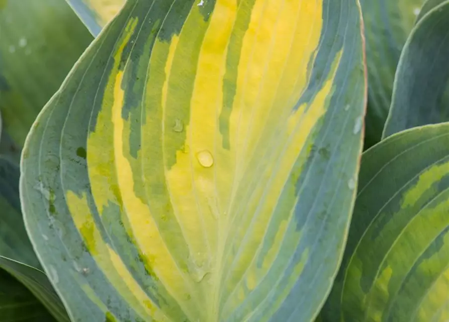 Hosta x tardiana 'Remember Me'