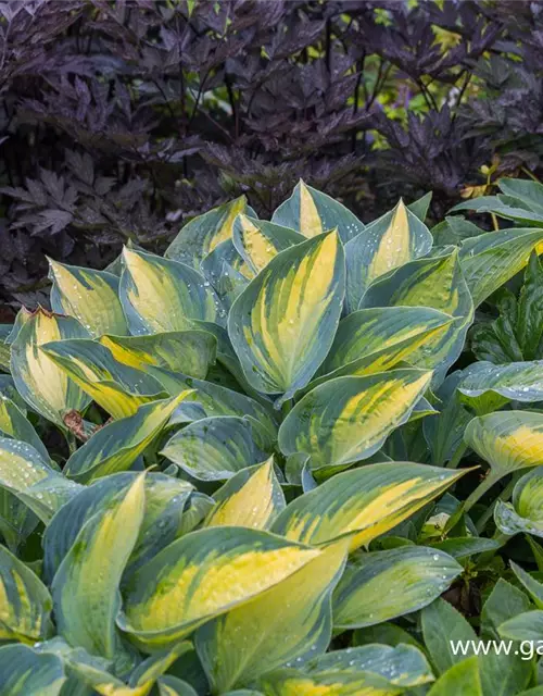 Hosta x tardiana 'Remember Me'