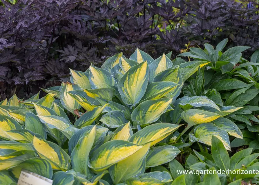 Hosta x tardiana 'Remember Me'