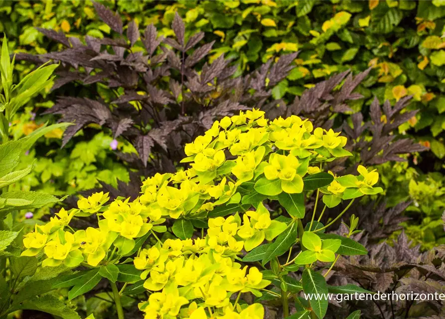 Hohe Garten-Wolfsmilch 'Goldener Turm'