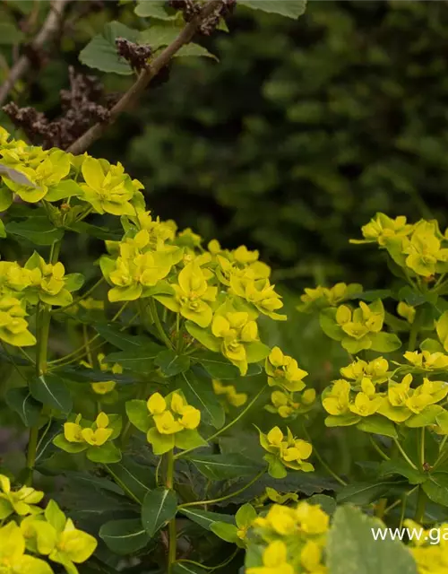 Hohe Garten-Wolfsmilch 'Goldener Turm'