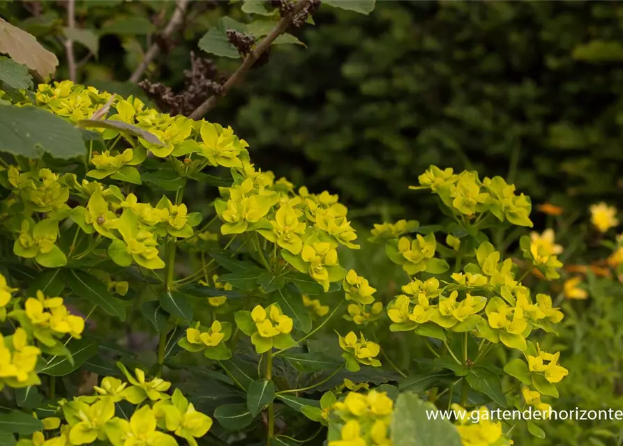 Hohe Garten-Wolfsmilch 'Goldener Turm'