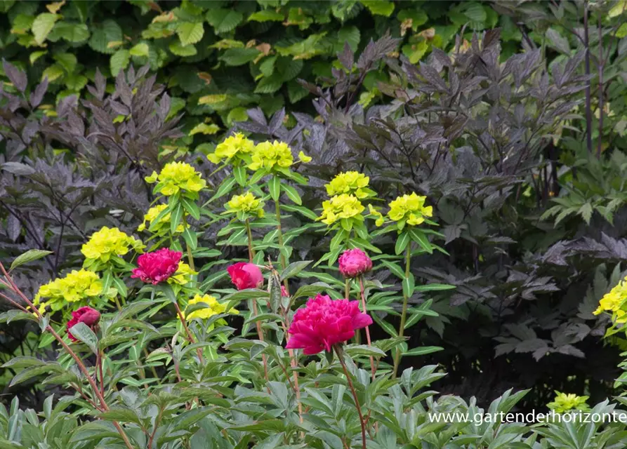 Hohe Garten-Wolfsmilch 'Goldener Turm'