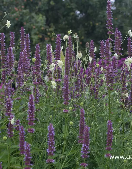 Garten-Duftnessel 'Purple Haze'