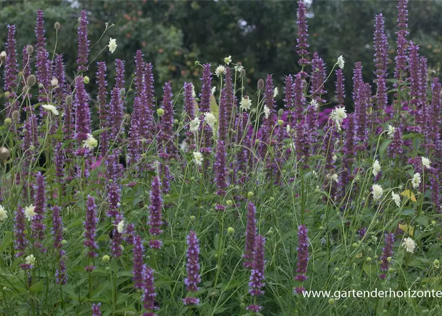 Garten-Duftnessel 'Purple Haze'