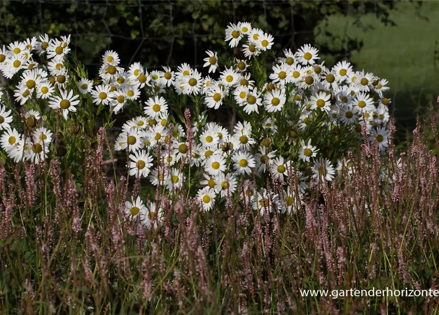 Herbstmargerite