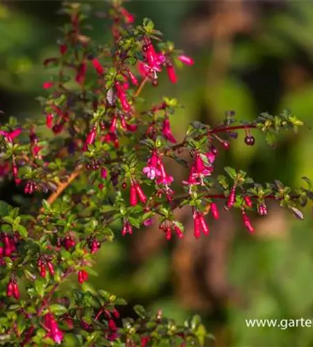 Kleinblättrig Fuchsie