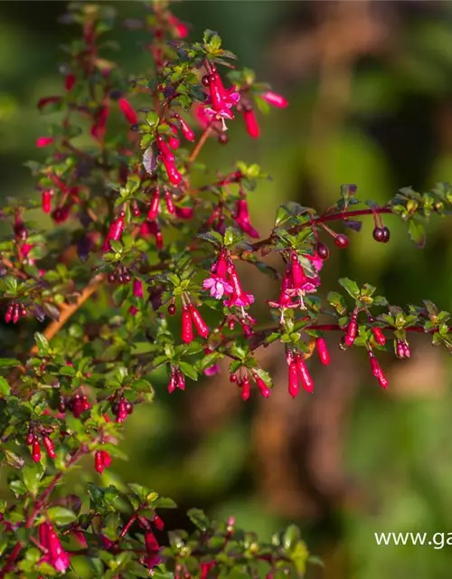 Kleinblättrig Fuchsie