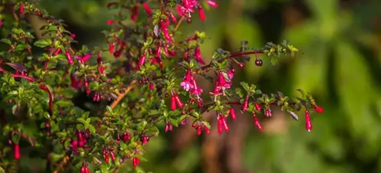 Kleinblättrig Fuchsie