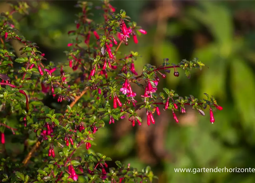 Kleinblättrig Fuchsie