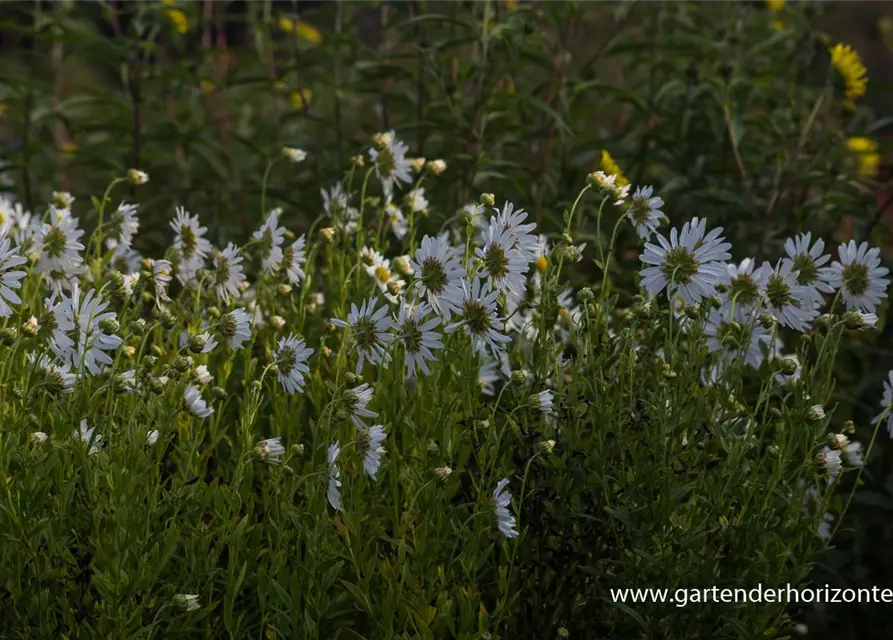 Herbstmargerite